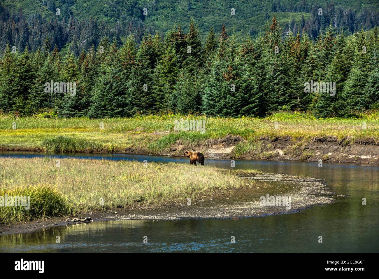 Ours brun d'Alaska au parc national du lac Clark, Alaska Banque D'Images