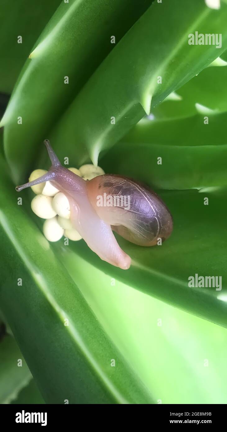 Un escargot pond des oeufs sur une plante de vera d'aloès.vie des invertébrés regarde propre et lumineux.choses rares à voir avec les plantes tropicales. Banque D'Images