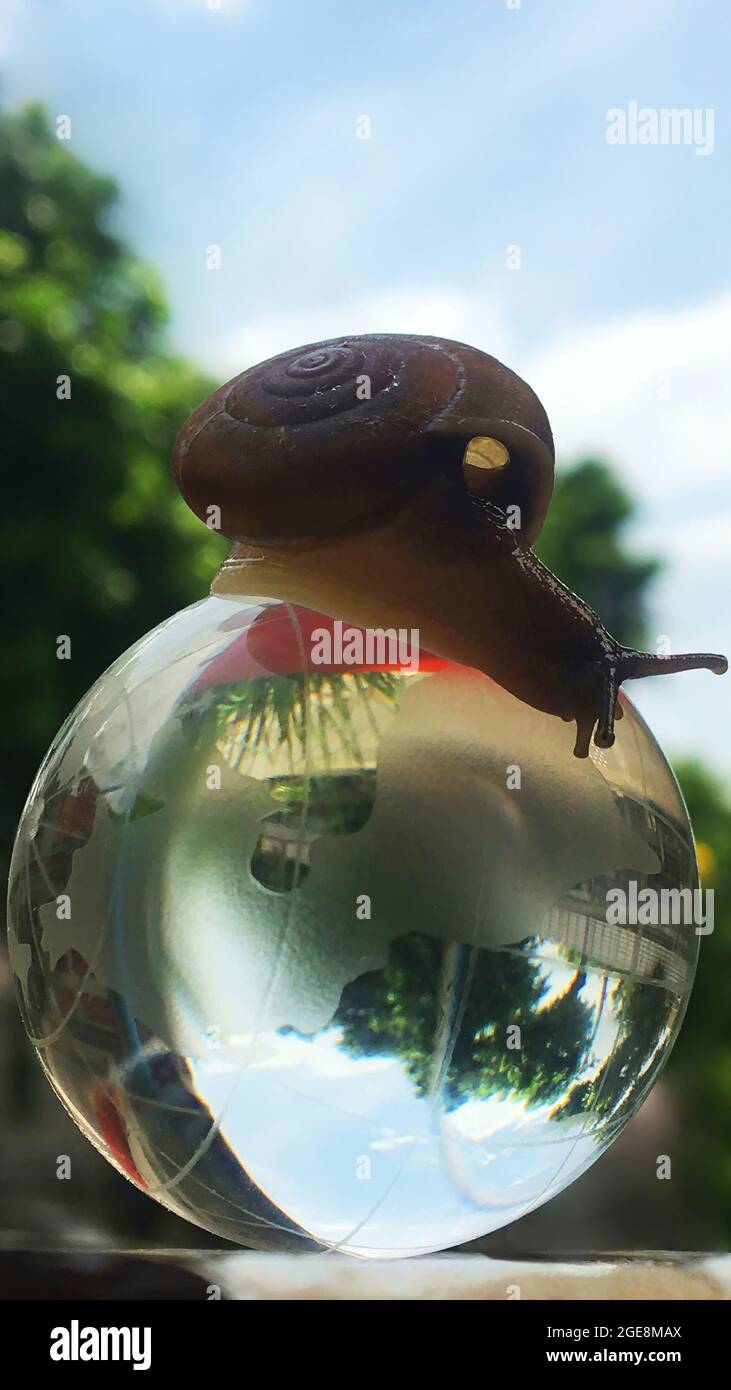 Un escargot sur un globe, une image conceptuelle qui signifie un monde tournant plus lentement.vie dans le nouveau monde la croissance changeante de la nouvelle génération 2021 Banque D'Images