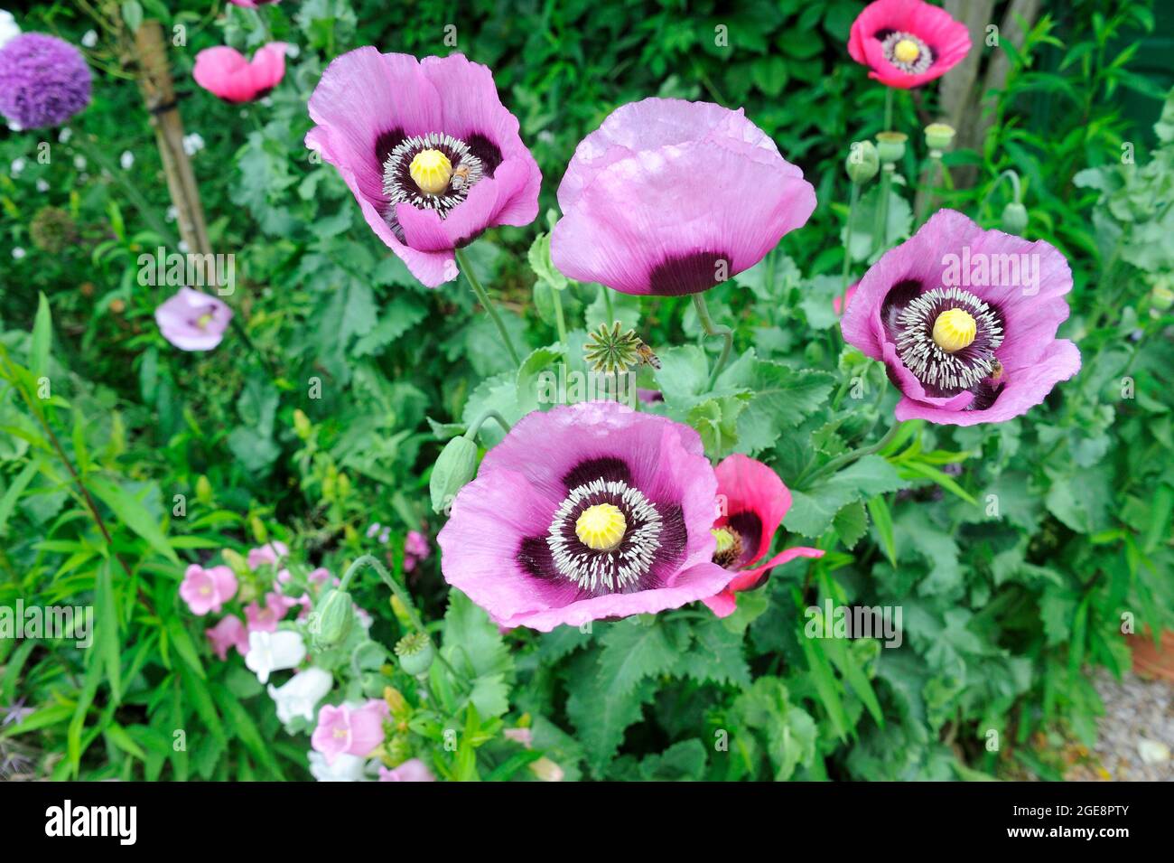 FRANCE, GIVERNY (27) FONDATION CLAUDE MONET, MAISON ET JARDINS DE CLAUDE MONET, COQUELICOT PAPAVER SOMNIFERUM Banque D'Images