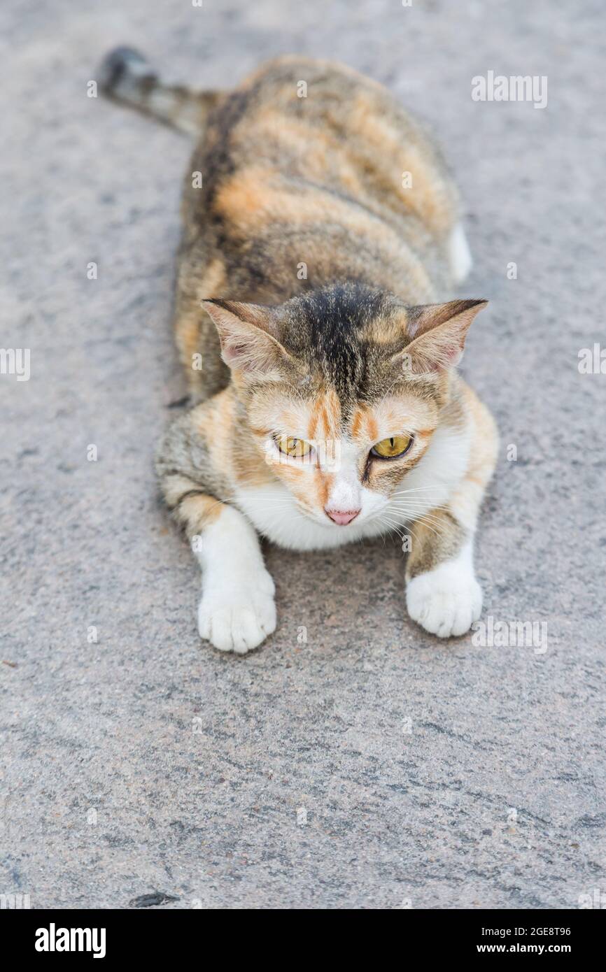Chat solitaire sur le fond de ciment de route Banque D'Images