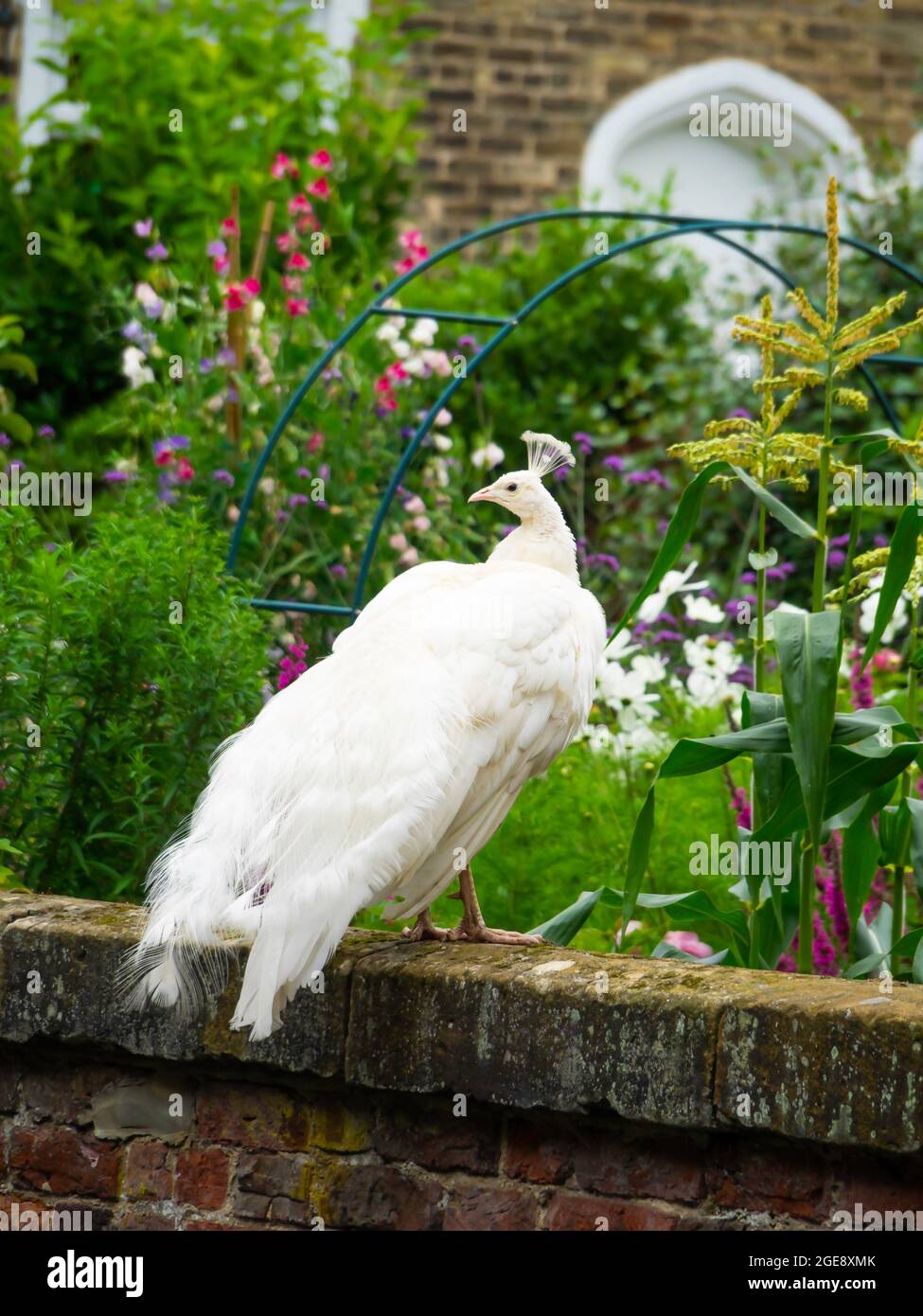 Un pavillon blanc de paon pleure perché sur un mur de jardin à Kirkleatham North Yorkshire UK Banque D'Images