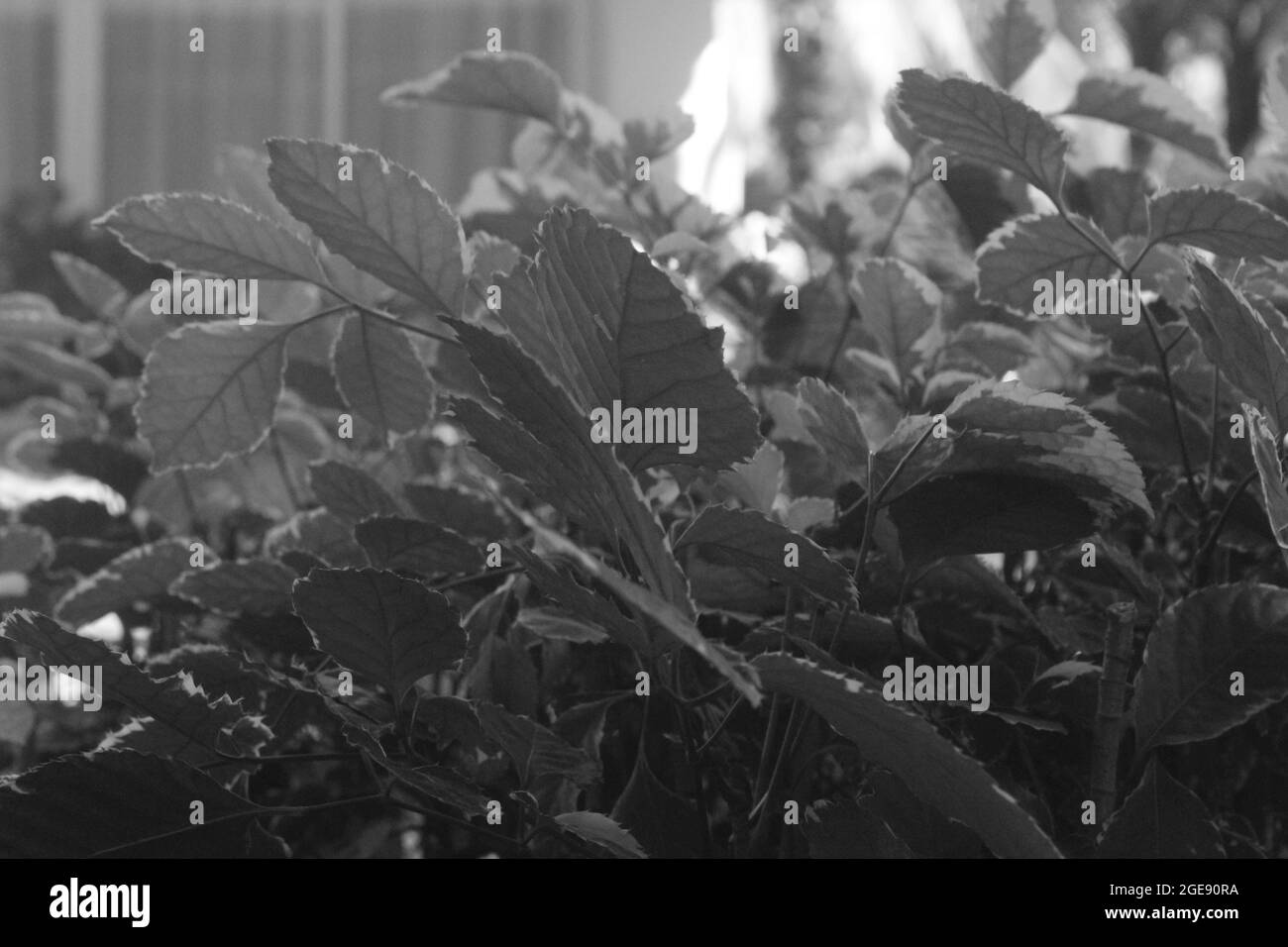 Gros plan en niveaux de gris des feuilles fraîches sur les plantes dans des pots Banque D'Images