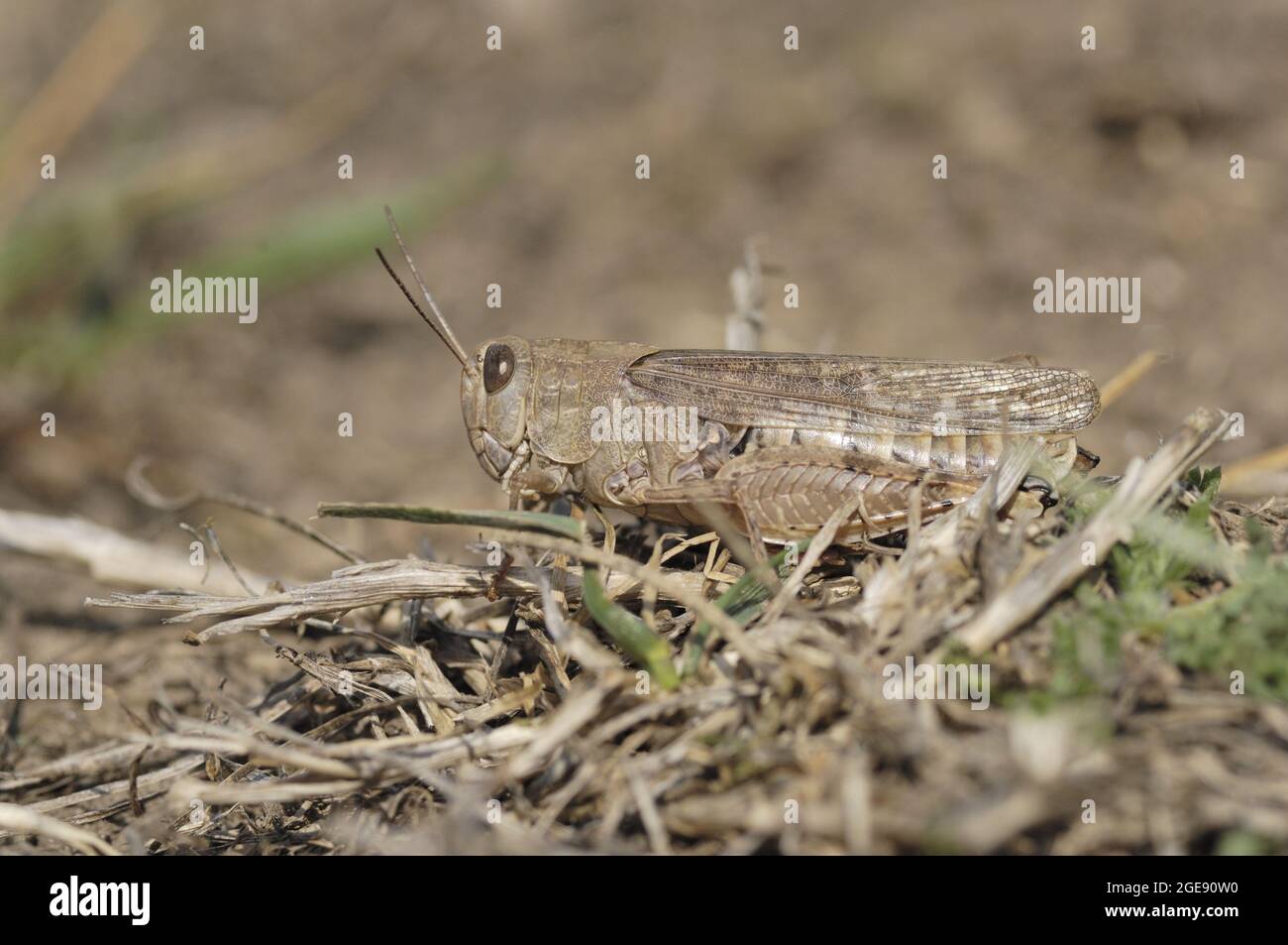 Criquet italien (Callipamus italicus) debout sur l'herbe dans un pré séché Aveyron - France Banque D'Images
