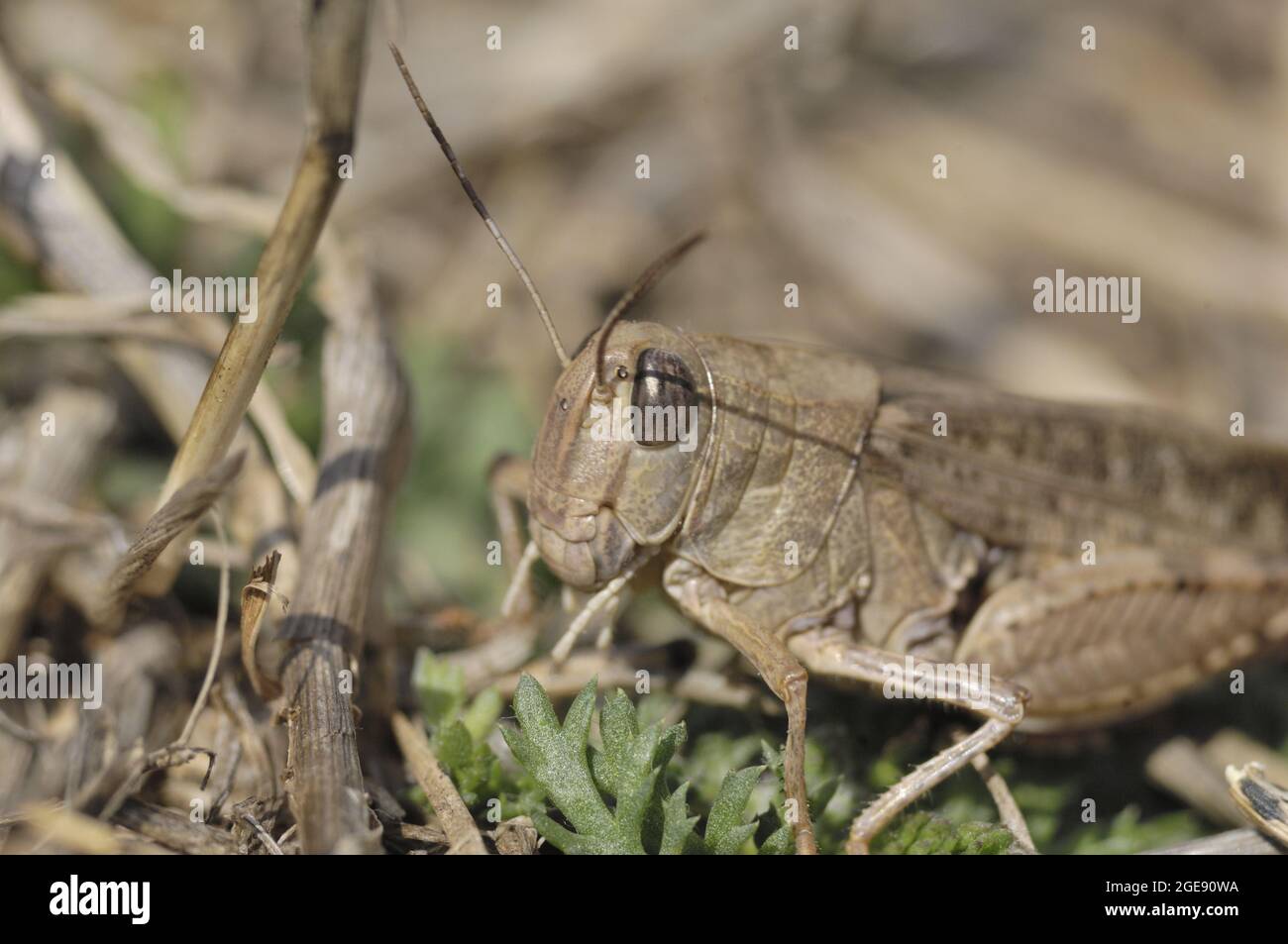 Criquet italien (Callipamus italicus) debout sur l'herbe dans un pré séché Aveyron - France Banque D'Images
