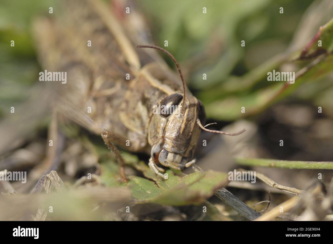 Criquet italien (Callipamus italicus) debout sur l'herbe dans un pré séché Aveyron - France Banque D'Images
