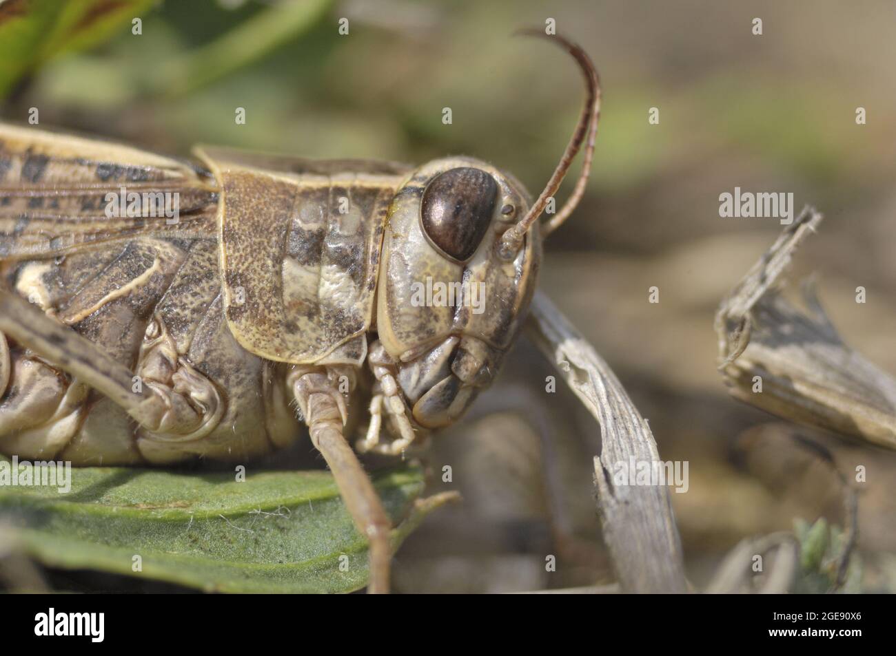 Criquet italien (Callipamus italicus) debout sur l'herbe dans un pré séché Aveyron - France Banque D'Images
