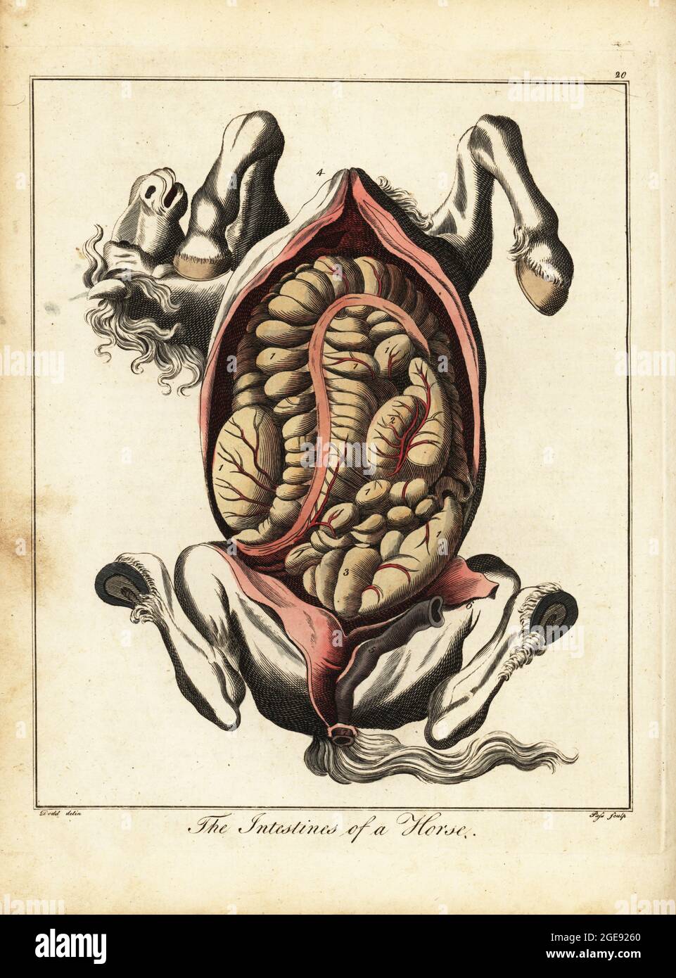 Les intestins d'un cheval. Côlon intestinal 1, caecum ou intestin borgne 2, rectum ou intestin droit 3, diaphragme 4, cour 5, glans 6, fondamental et sphincter 7. Gravure en plaque de coperplate de couleur main J. Pass après une illustration de Daniel Dodd de William Augustus Osbaldiston, le sportif britannique, ou nobleman, Gentleman and Farmer’s Dictionary of Recreation and Amusement, J. Stead, Londres, 1792. Banque D'Images