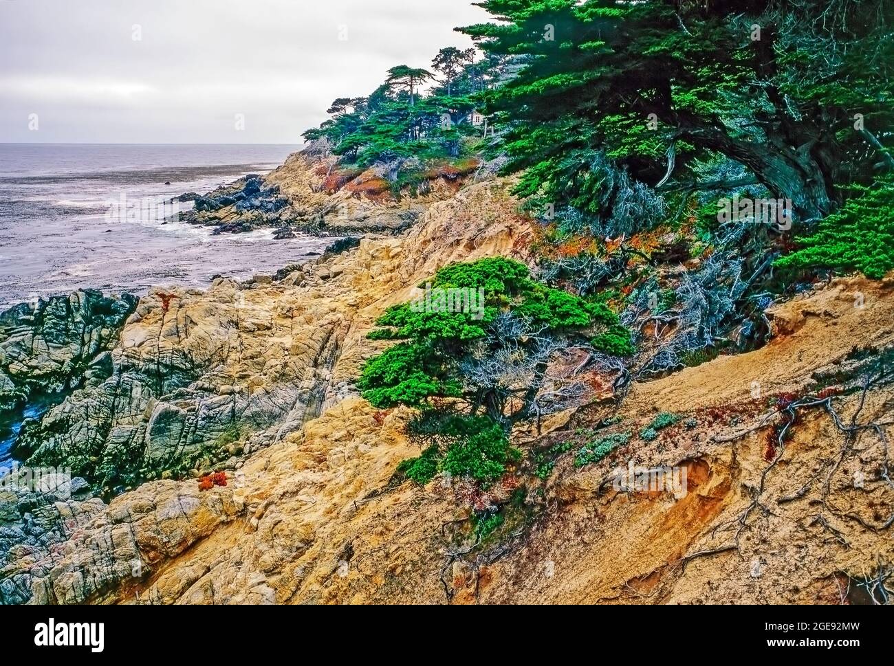 Côte du Pacifique à point Lobos, Californie Banque D'Images