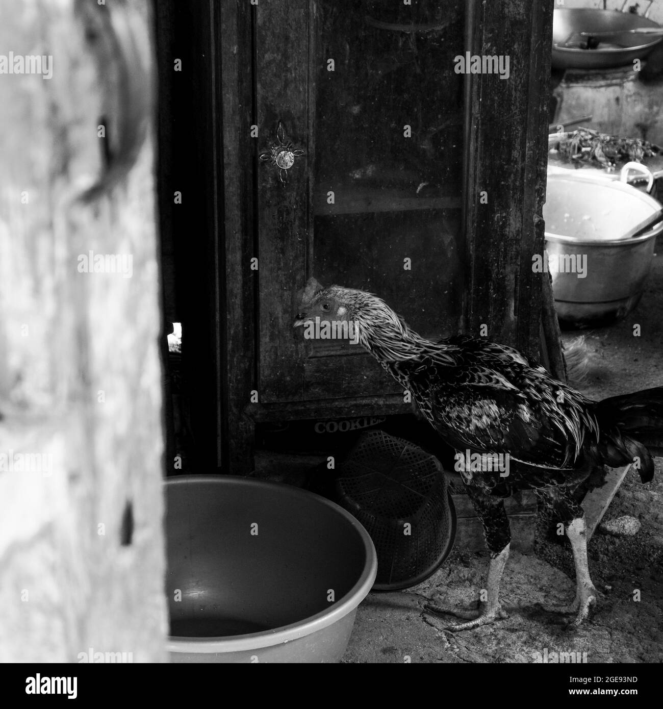 Prise de vue en niveaux de gris d'un poulet marchant dans une cuisine Banque D'Images