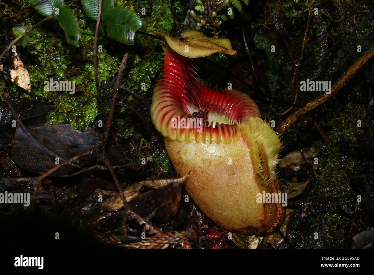 Pichet de plante de pichet carnivore (Nepenthes villosa) avec oeufs de grenouille, Sabah, Bornéo Banque D'Images