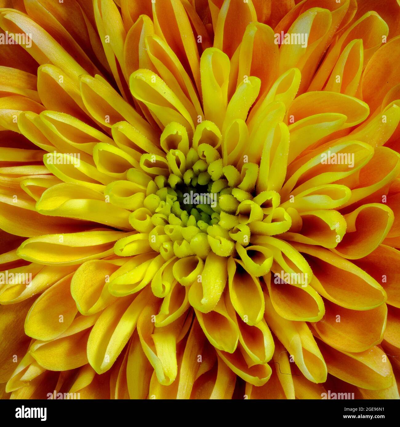 Gros plan d'une belle fleur de chrysanthème orange Banque D'Images