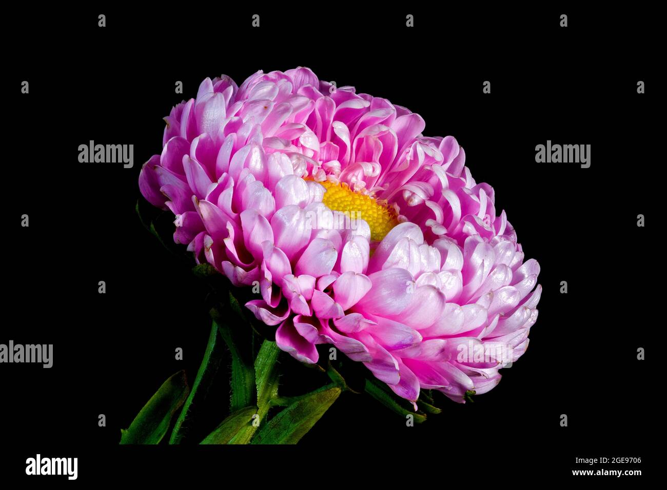 Une belle fleur d'Aster rose photographiée sur un fond noir Uni Banque D'Images