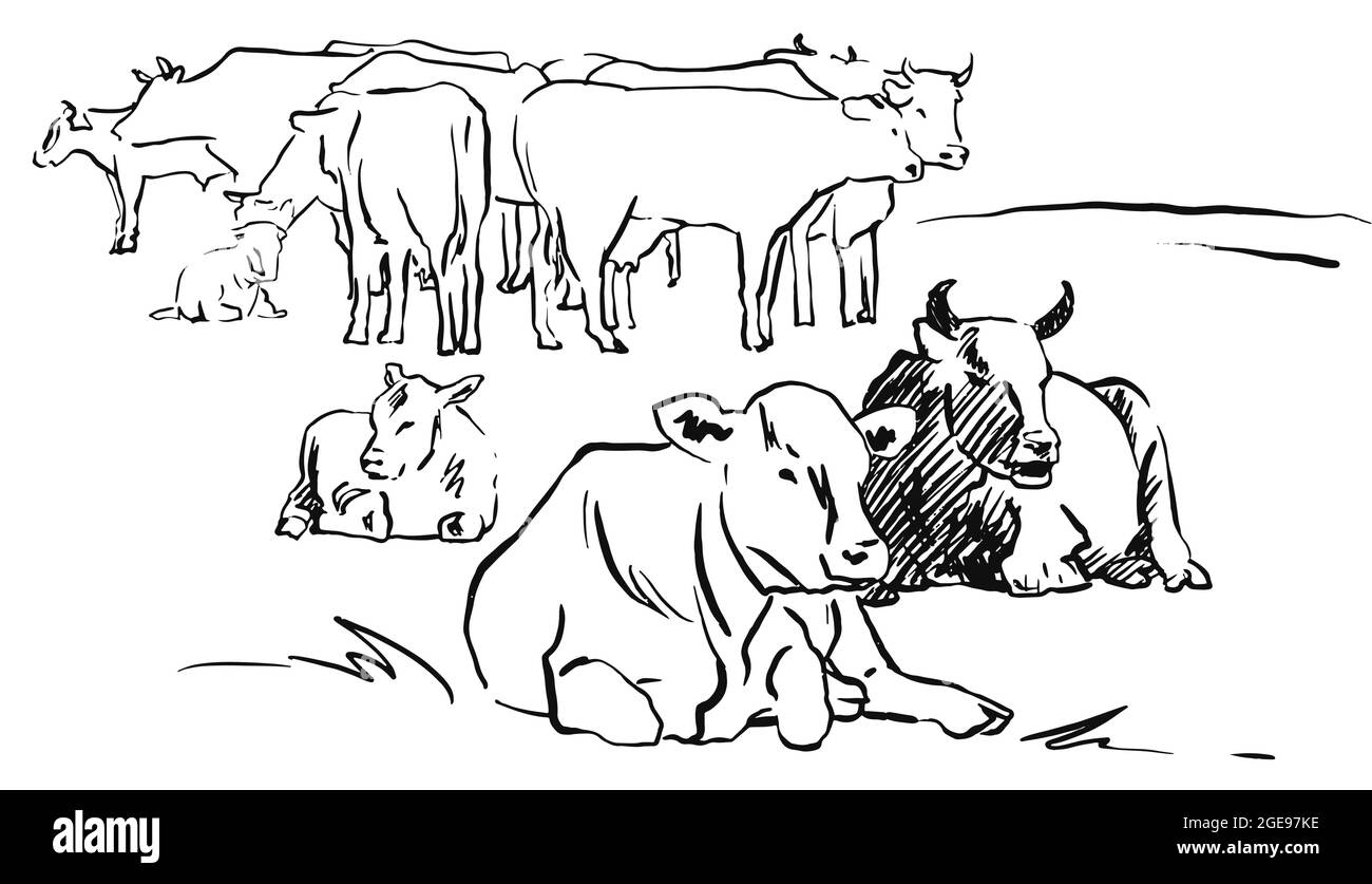 Sketcn troupeau de vaches sur la ligne de prairie illustration vectorielle dessinée à la main Illustration de Vecteur