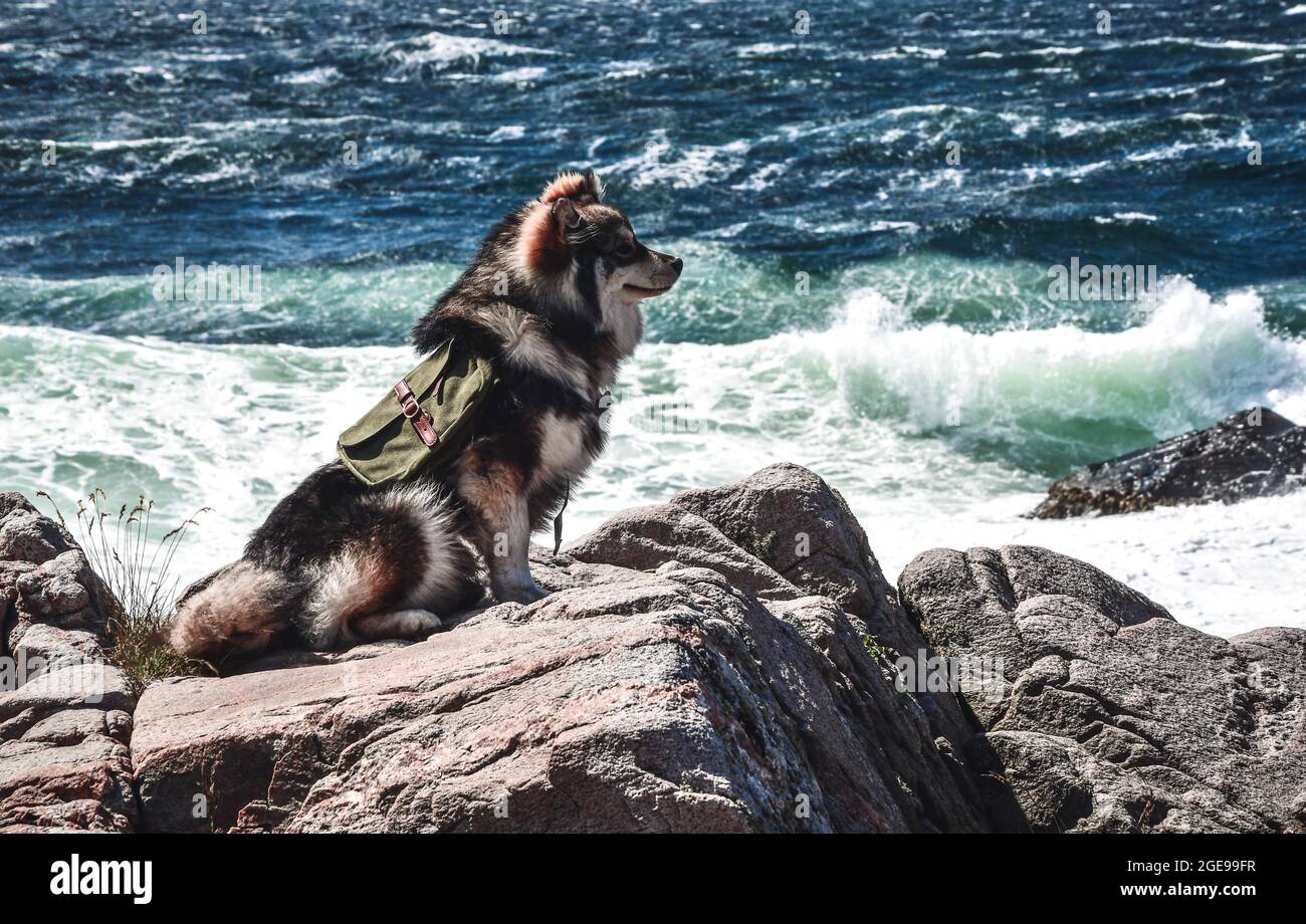 Portrait d'un jeune chien finlandais de Lapphund portant un sac à dos et  assis devant l'océan Photo Stock - Alamy