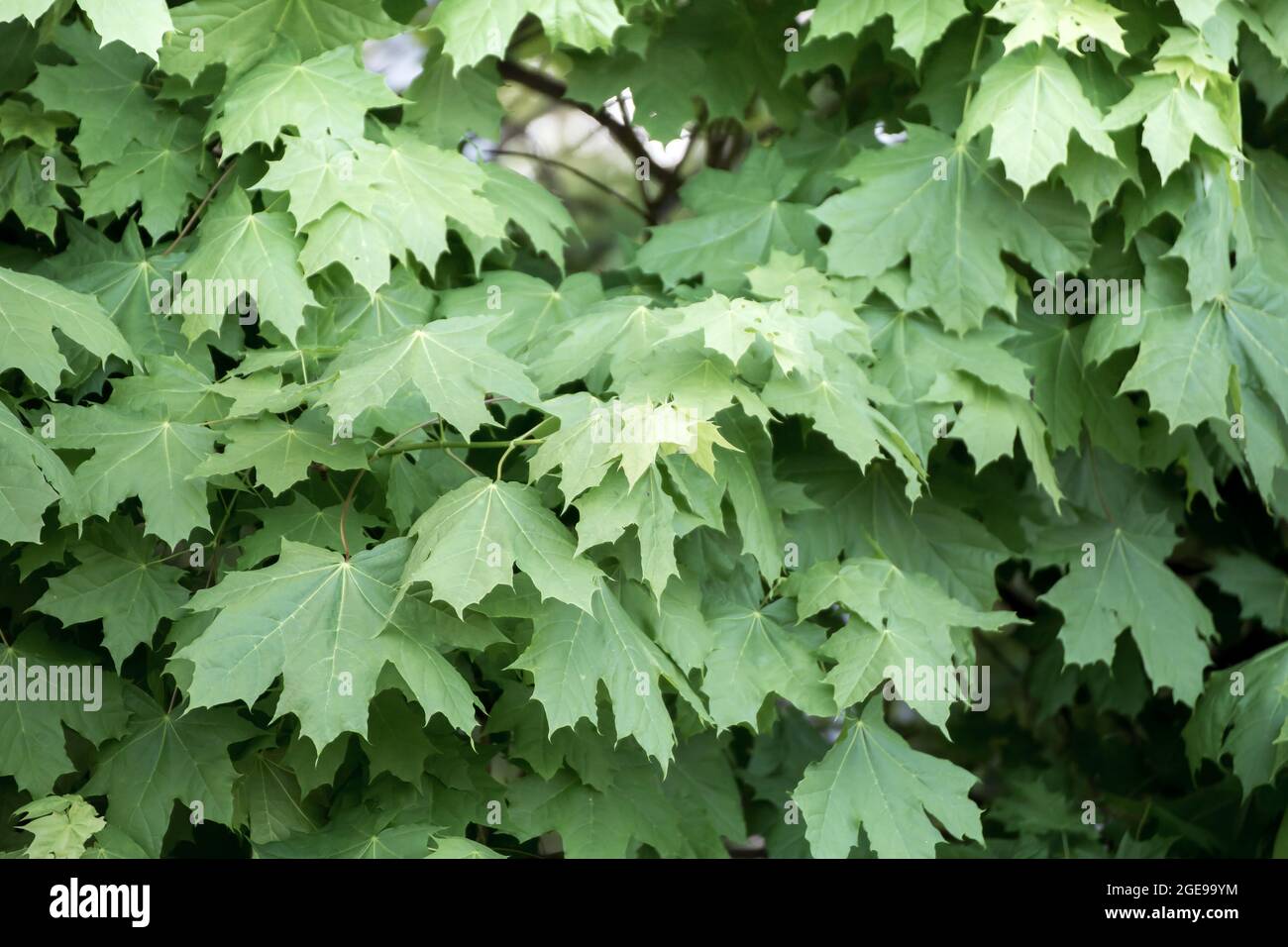 Arrière-plan de feuilles d'érable vertes. Abstraction de plantes vertes. Toile de fond, substrat, texture pour cartes postales, présentations, économiseurs d'écran, légendes, inscriptions ou papier peint de bureau. Banque D'Images