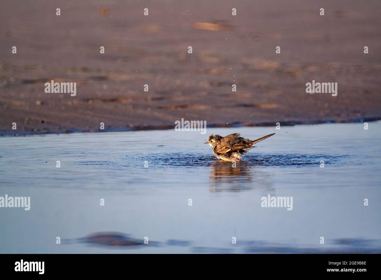 Gros plan d'un oiseau hodgsoni d'Anthus dans le lac Banque D'Images