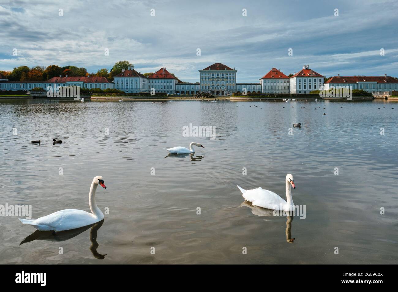 Cygne dans l'étang près du palais de Nymphenburg. Munich, Bavière, Allemagne Banque D'Images