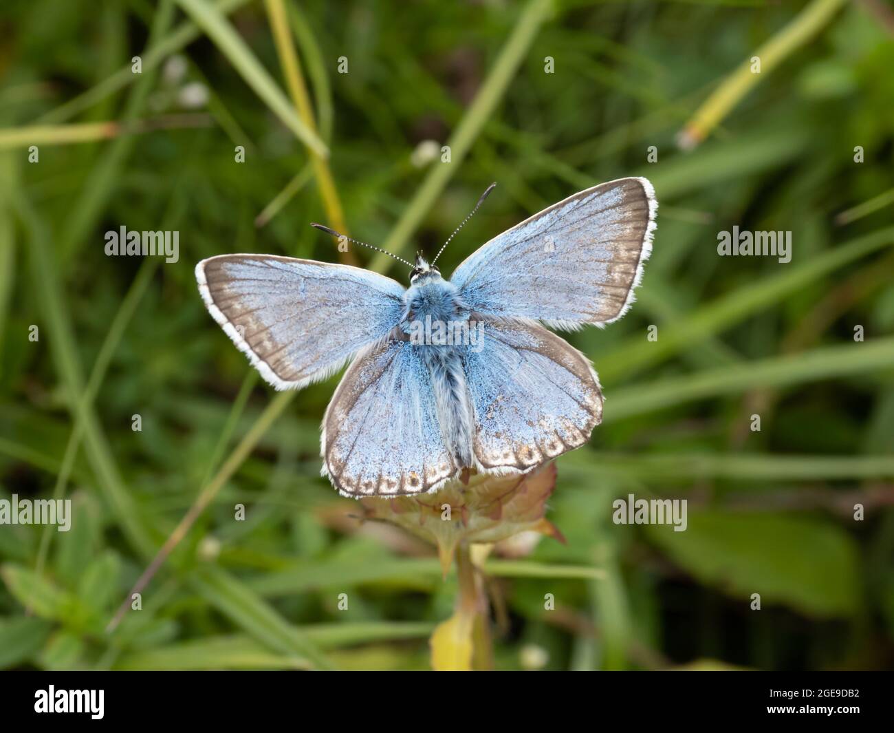 Un papillon bleu de Chalkhill (Lysandra coridon) reposant sur l'herbe avec des ailes ouvertes. Banque D'Images