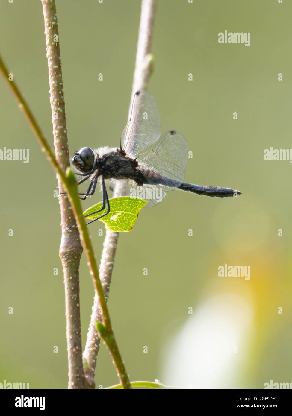 Sympetrum danae, le Black Darter ou Black Meadowhawk Dragonfly, perché sur une branche. Banque D'Images