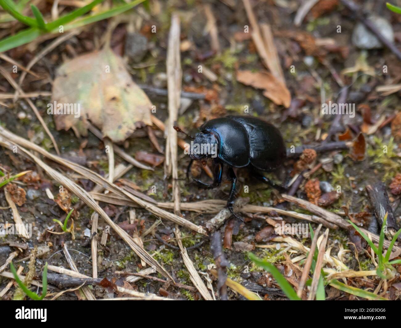 Anoplotrupes stercorosus Dor Beetle. Banque D'Images