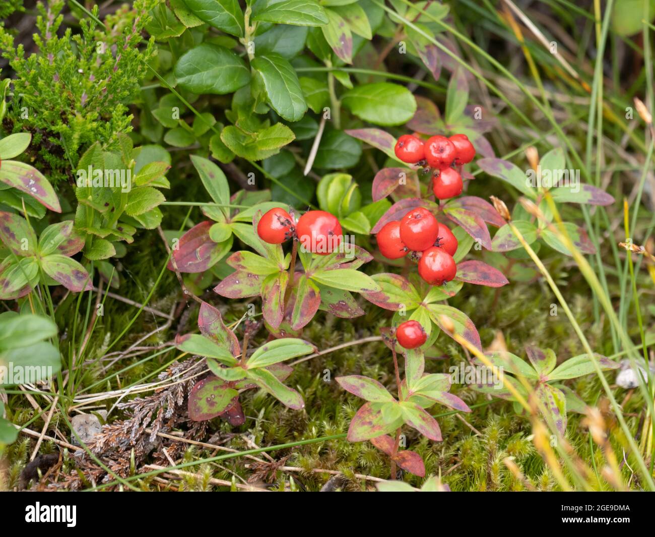 Cornus suecica, connu sous le nom de Dwarf Cornel ou Bunchberry. Banque D'Images