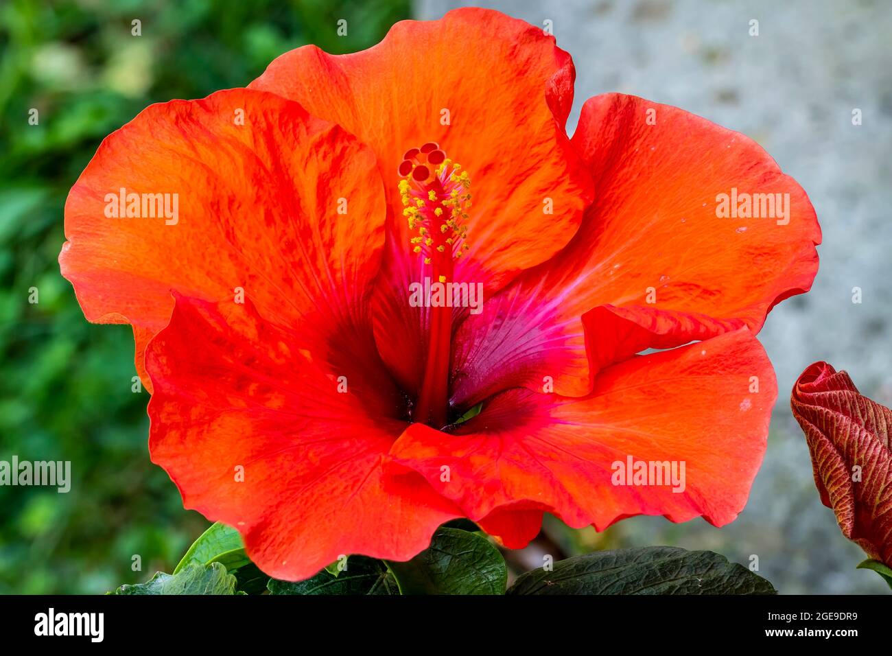 Vue rapprochée d'une belle fleur d'hibiscus rouge Banque D'Images Vue rapprochée d'une belle fleur d'hibiscus rouge Banque D'Images