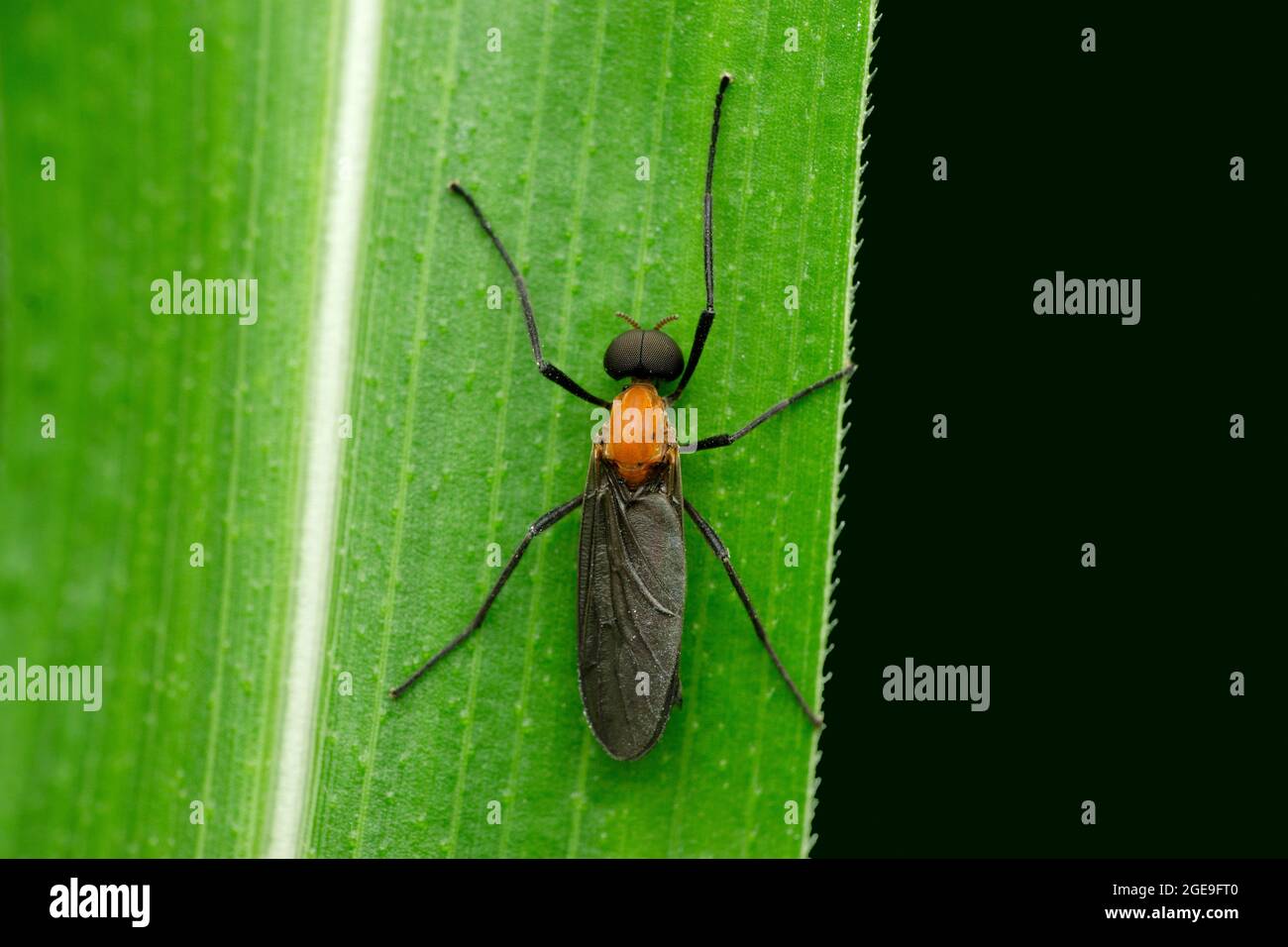 Mouche à ailes noires, Penthetria heteroptera, Satara, Maharashtra, Inde Banque D'Images