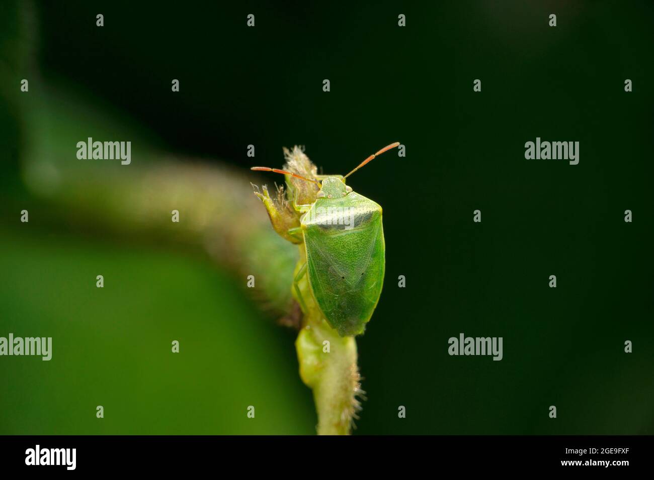 Punaise verte, Chinavia hilaris, Satara, Maharashtra, Inde Banque D'Images