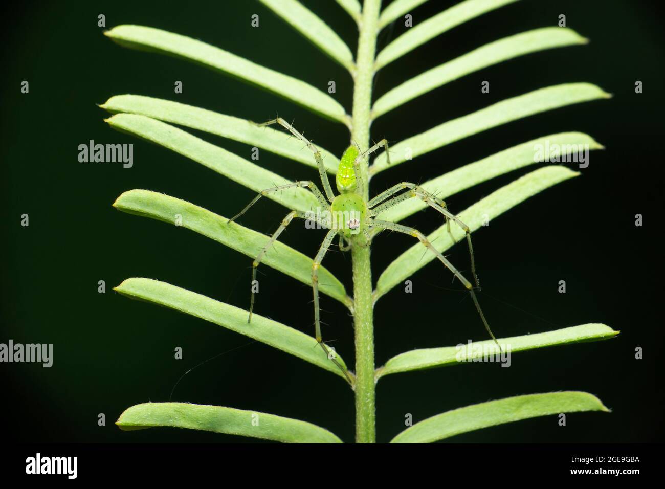Araignée de lynx verte, Oxyopes paykulli, Satara, Maharashtra, Inde Banque D'Images