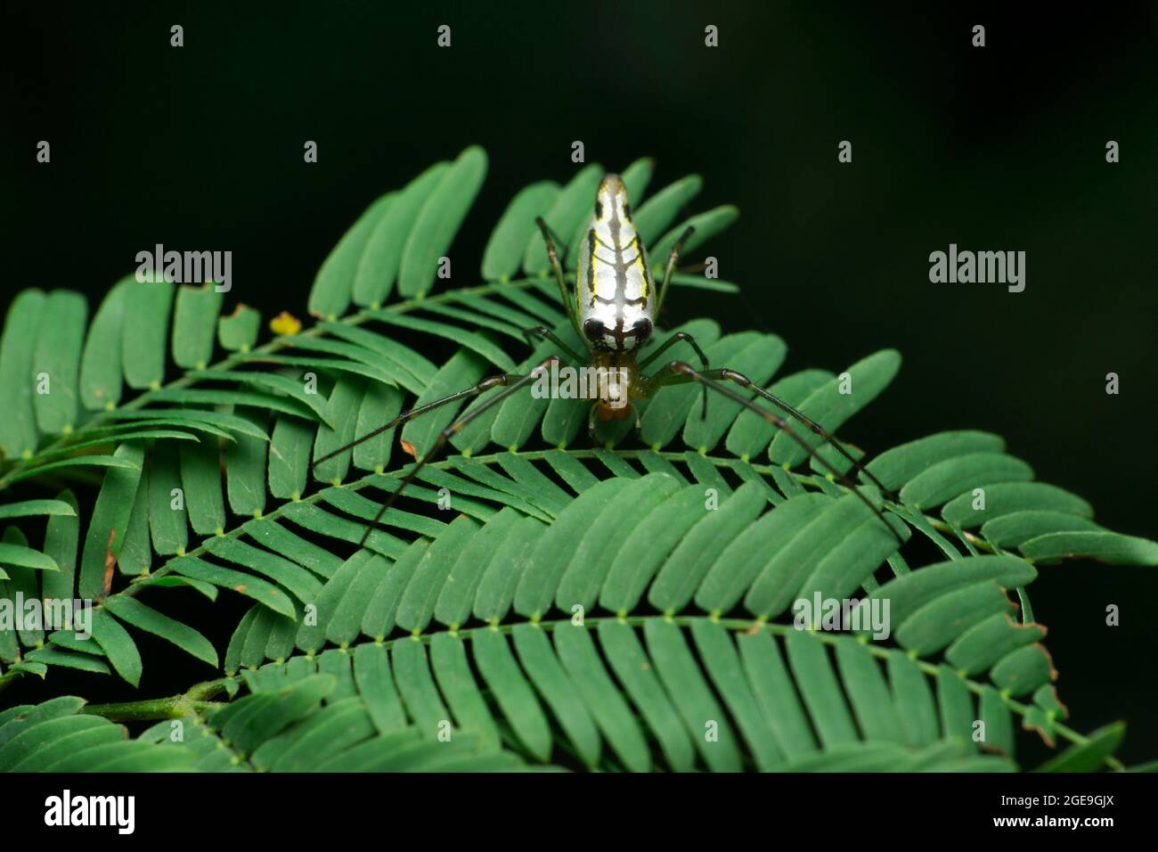 Araignée de tisserand de jardin ornemental, espèce Lecauge, dorsale, Satara, Maharashtra, Inde Banque D'Images
