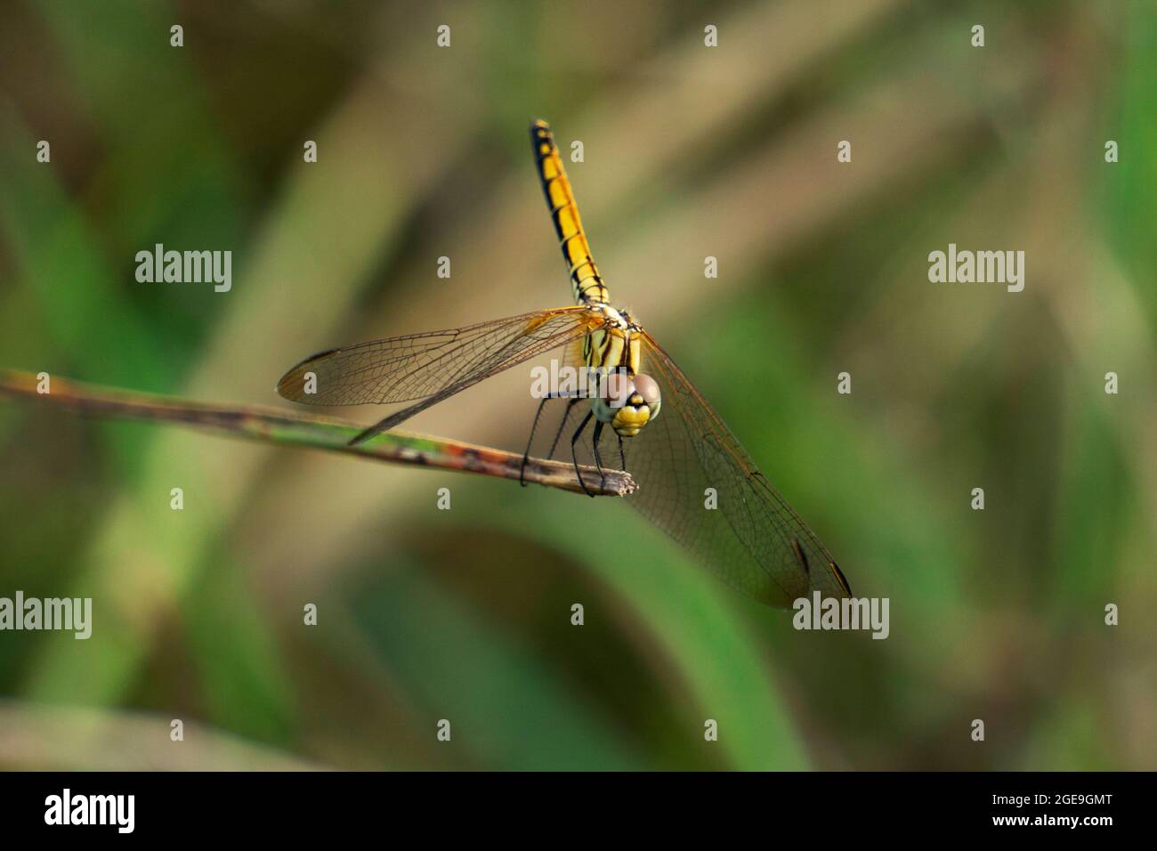Papillon jaune, Pantala flavescens vue dorsale, Satara, Maharashtra, Inde Banque D'Images
