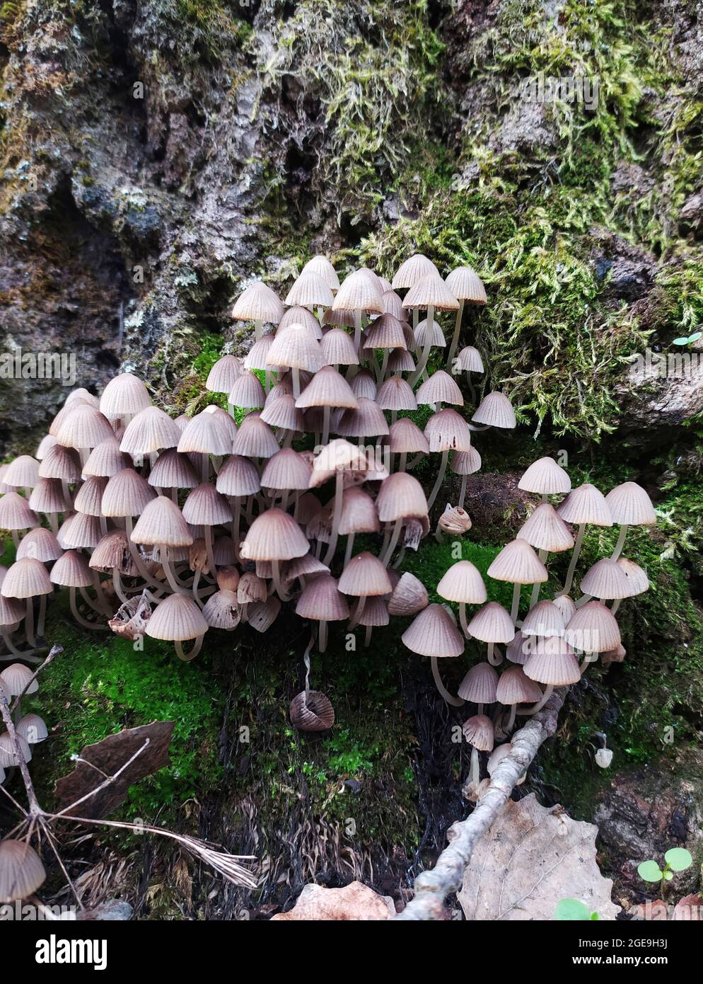 Une famille de petits champignons non comestibles pousse sur un arbre parmi des mousses vertes dans une vieille forêt. Forêt d'automne. Orientation verticale. Banque D'Images