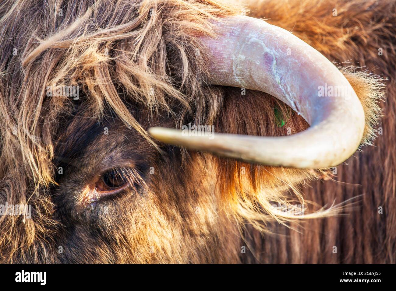 Gros plan sur la tête d'une vache des Highlands. Banque D'Images