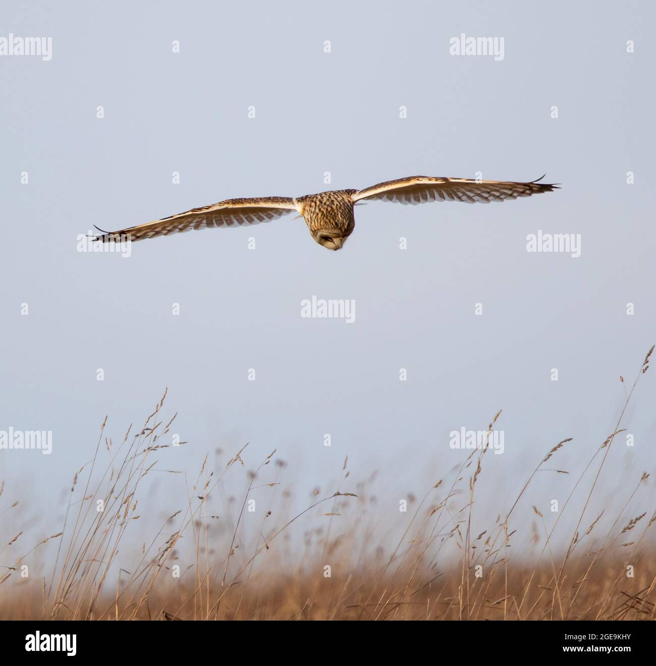 Petite chouette à oreilles chassant au-dessus de la prairie de Cotswold Hill en hiver Banque D'Images