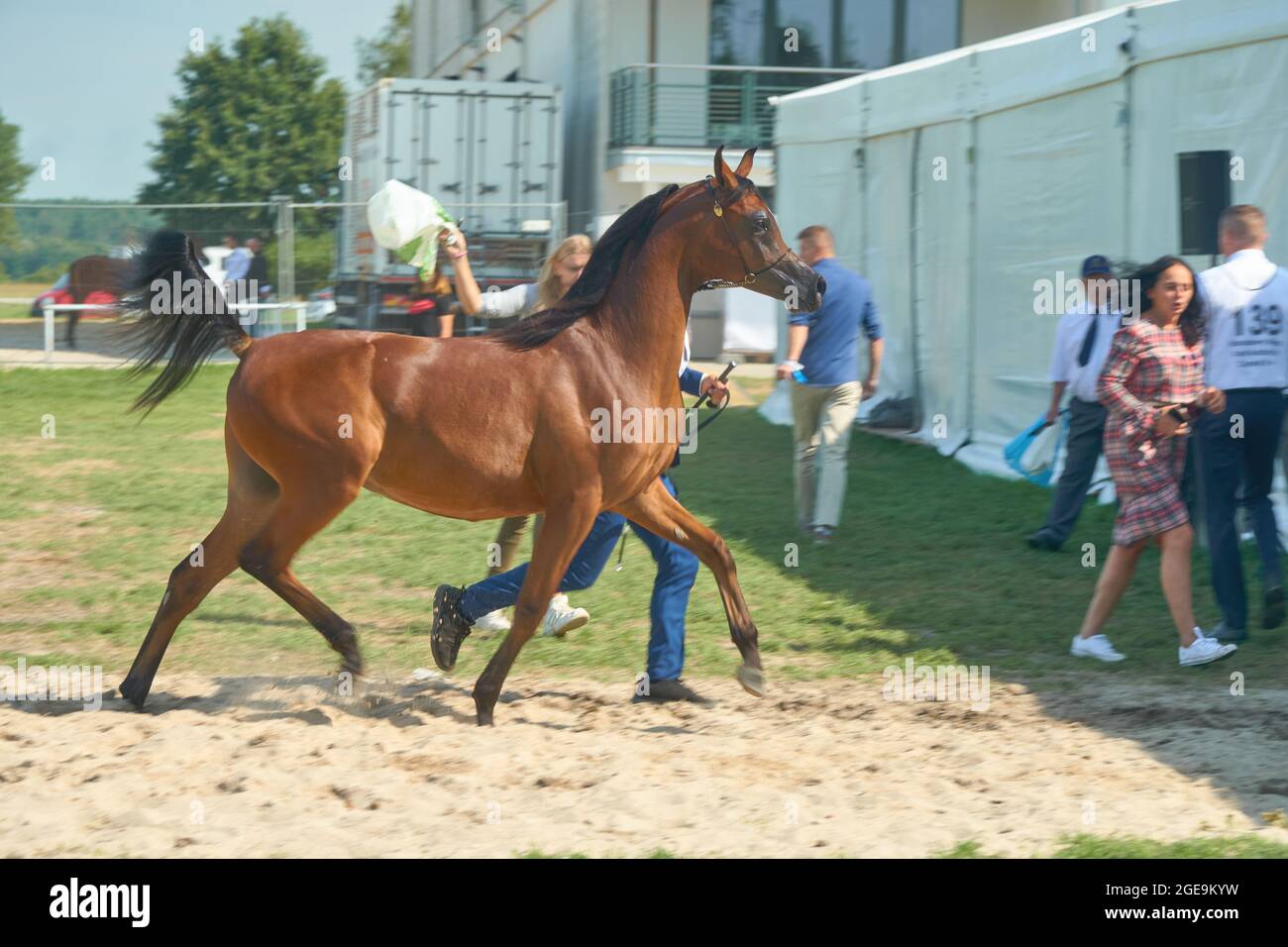 'Pride of Poland 2021' - festival annuel de chevaux arabes de classe mondiale. Comme une tradition de longue date, le festival a été la vente aux enchères de chevaux arabes de sang pur de la ferme de clous à Janow Podlaski, qui possède certains des plus beaux et coûteux pur chevaux arabes élevés sur le monde. Banque D'Images