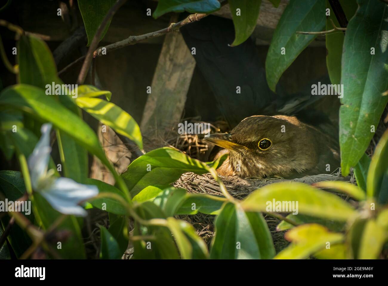 Blackbird nichant dans Clematis Armandii. Banque D'Images