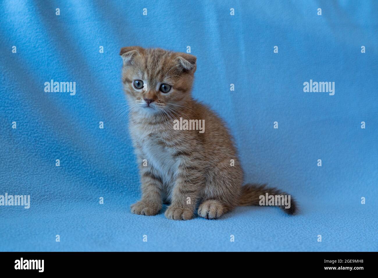 Curieux chaton Scottish Fold à rayures Banque D'Images