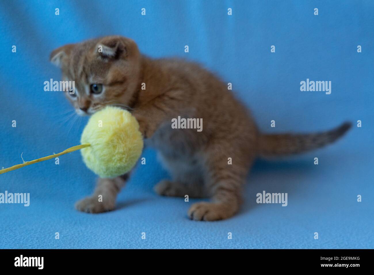 Curieux chaton Scottish Fold à rayures Banque D'Images