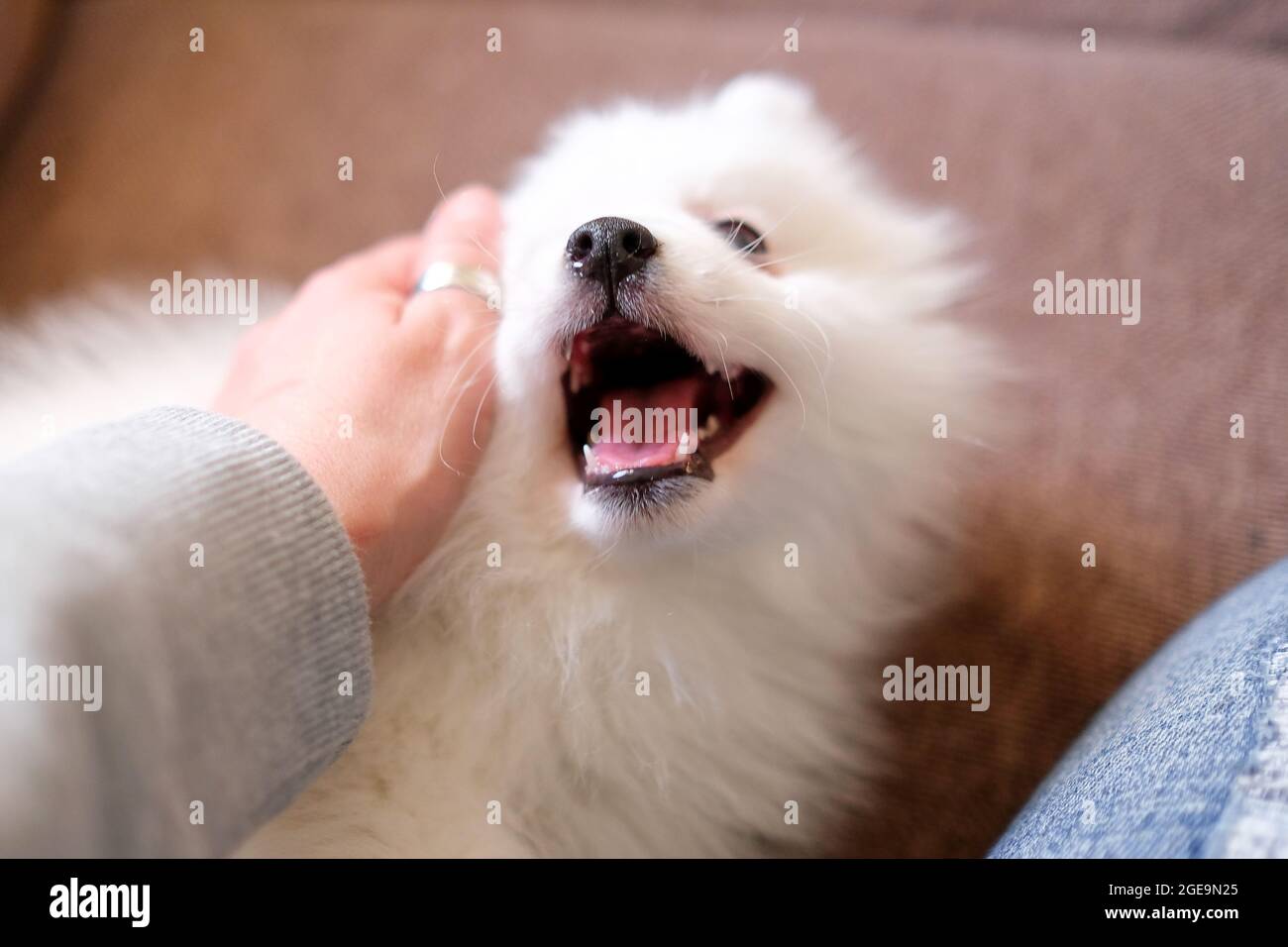Le chiot japonais Spitz joue avec la main. Image floue, technique artistique. Banque D'Images