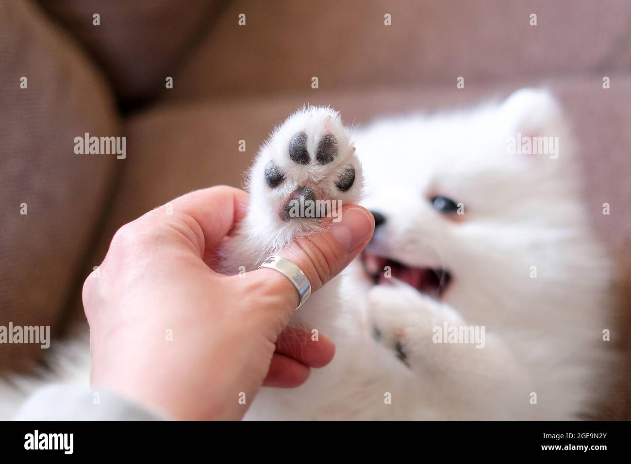 Gros plan sur la paw spitz japonaise. Afficher les paw paw pads. Banque D'Images
