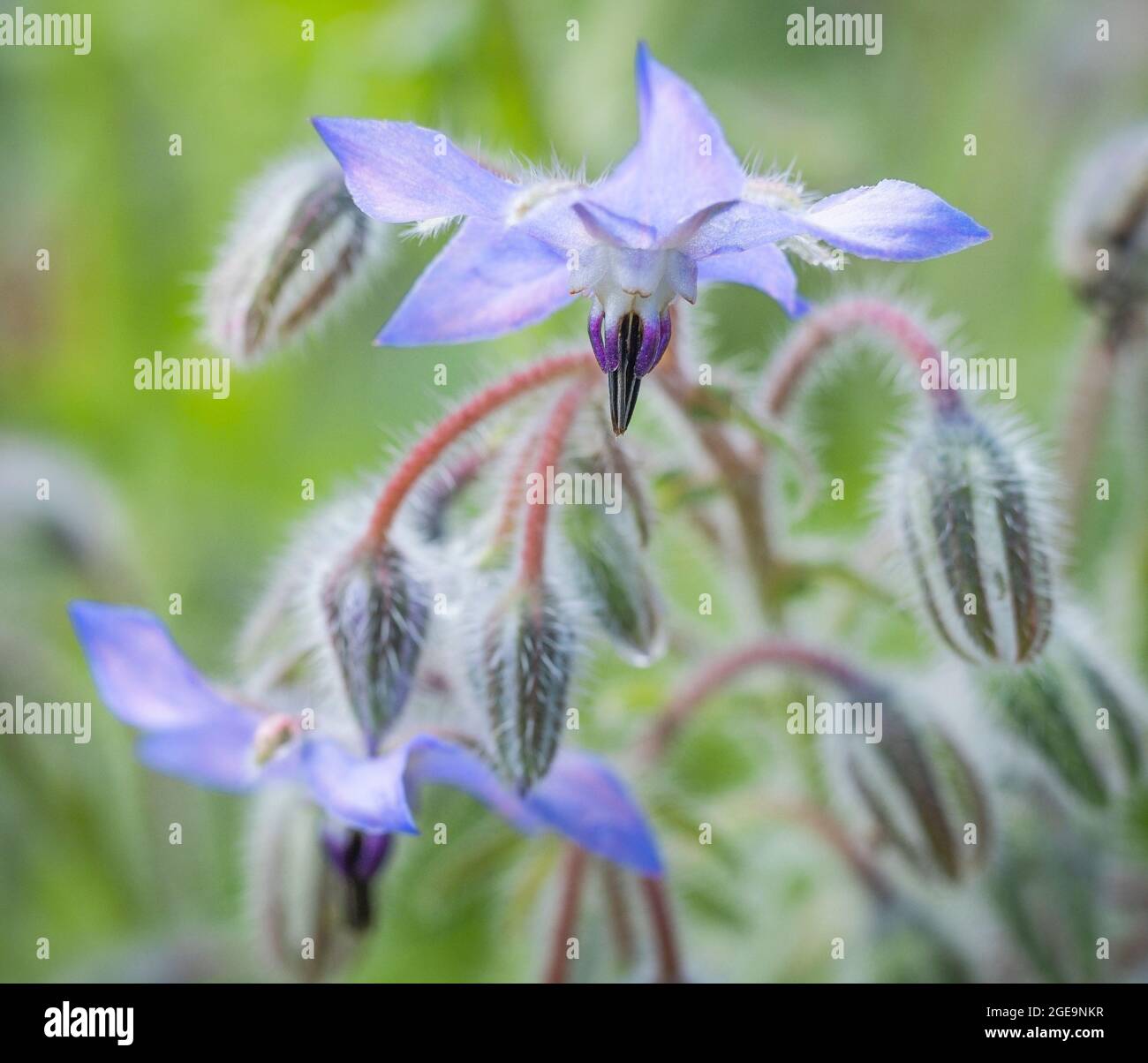 Fleurs de bourrache et bourgeons. Banque D'Images