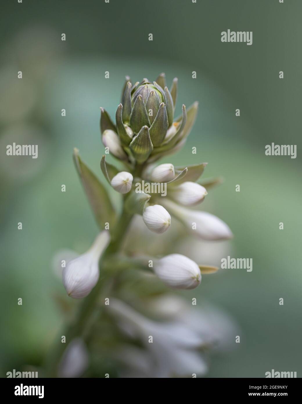 HostA Bressingham Bleu avec une ouverture de fleur. Banque D'Images