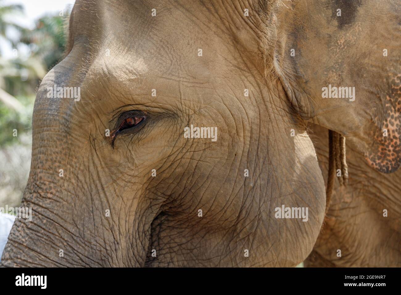 Éléphant de Sumatran en danger critique d'extinction à Bali, Indonésie. Vue de la tête. Banque D'Images