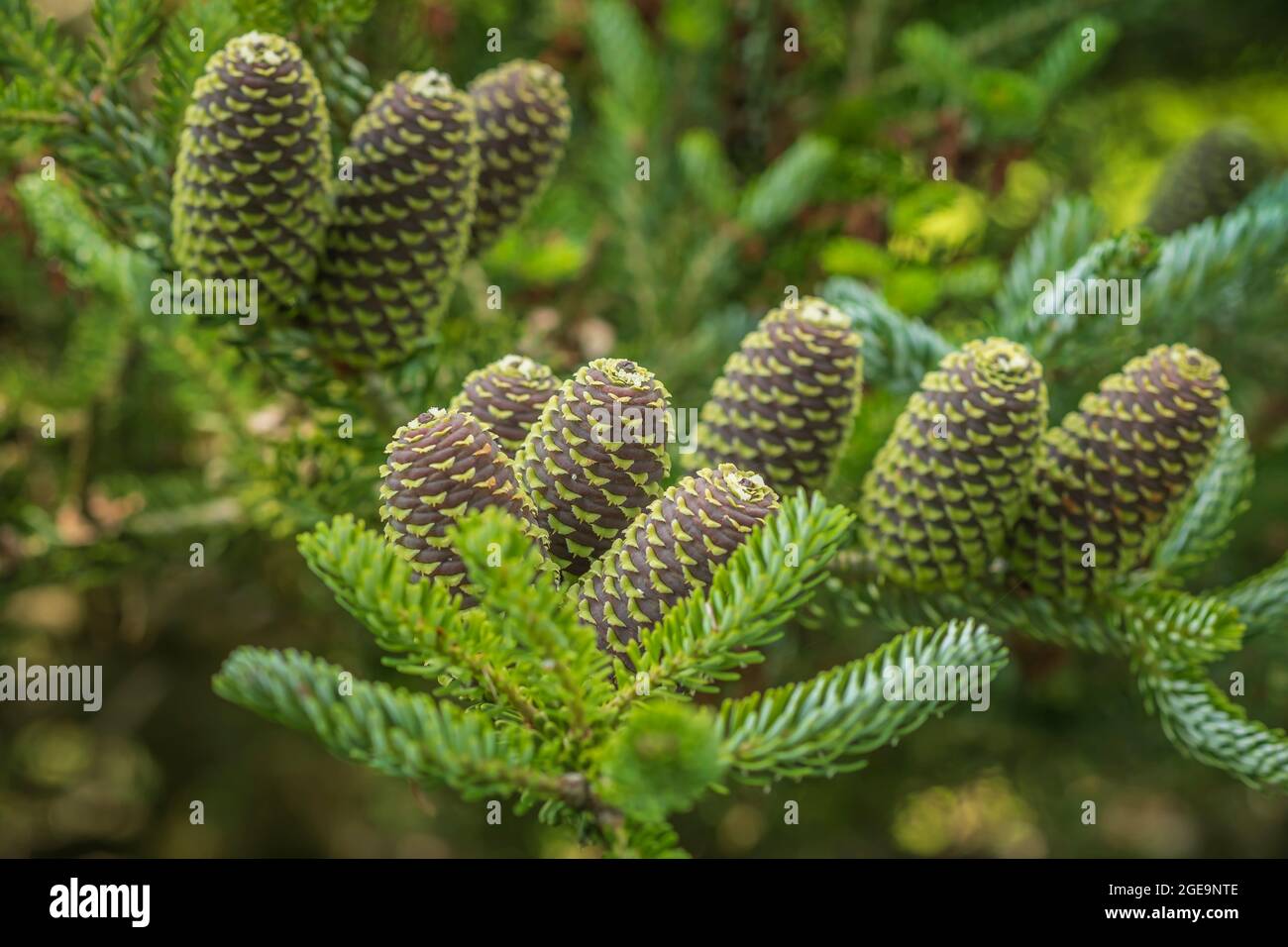 Cônes d'Abies Koreana Silberlocke le Fir coréen. Banque D'Images