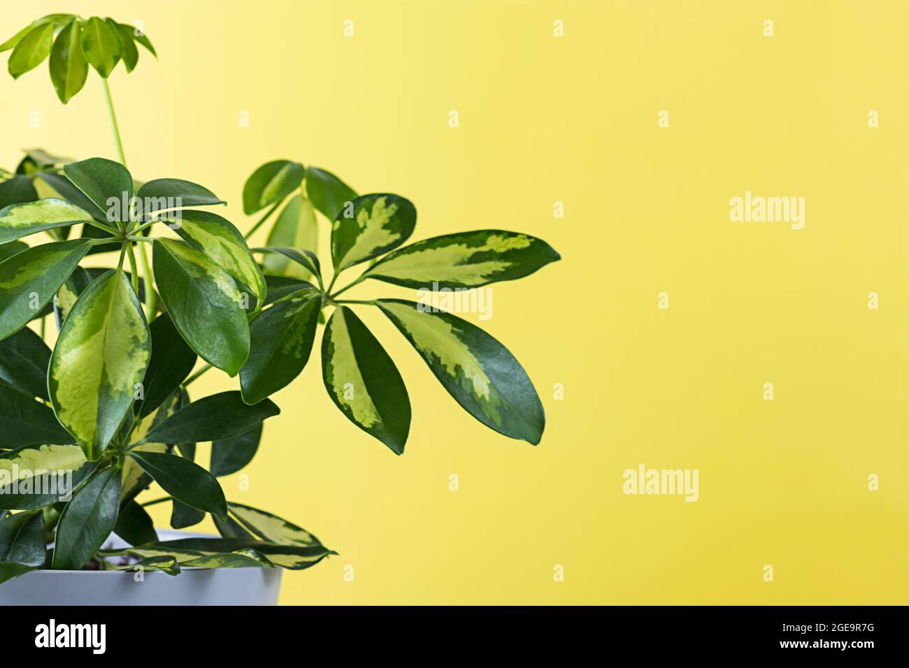 plante maison verte sur fond jaune. Jardin ornemental dans l'appartement. Maison verte Banque D'Images