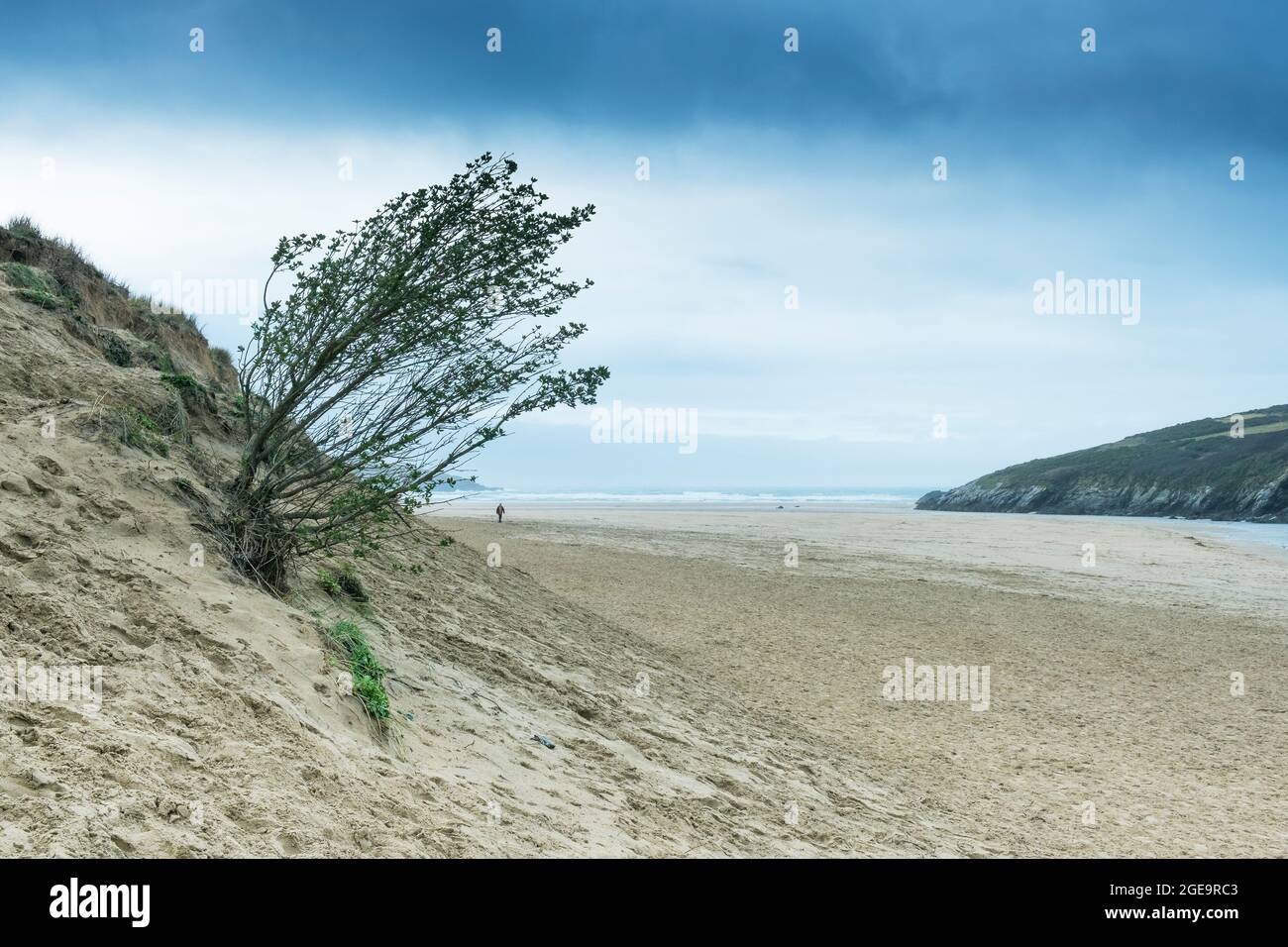Un arbre qui pousse sur la pente du système de dunes de sable de Crantock Beach à Newquay, en Cornouailles. Banque D'Images
