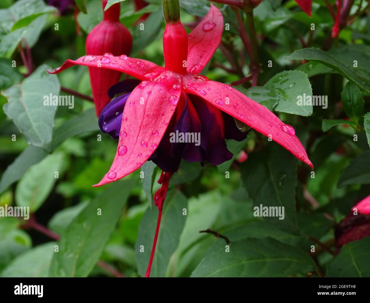 macro d'un rose éclatant avec fuchsia violet foncé, avec des gouttes de pluie sur les feuilles, accrochées à la plante Banque D'Images