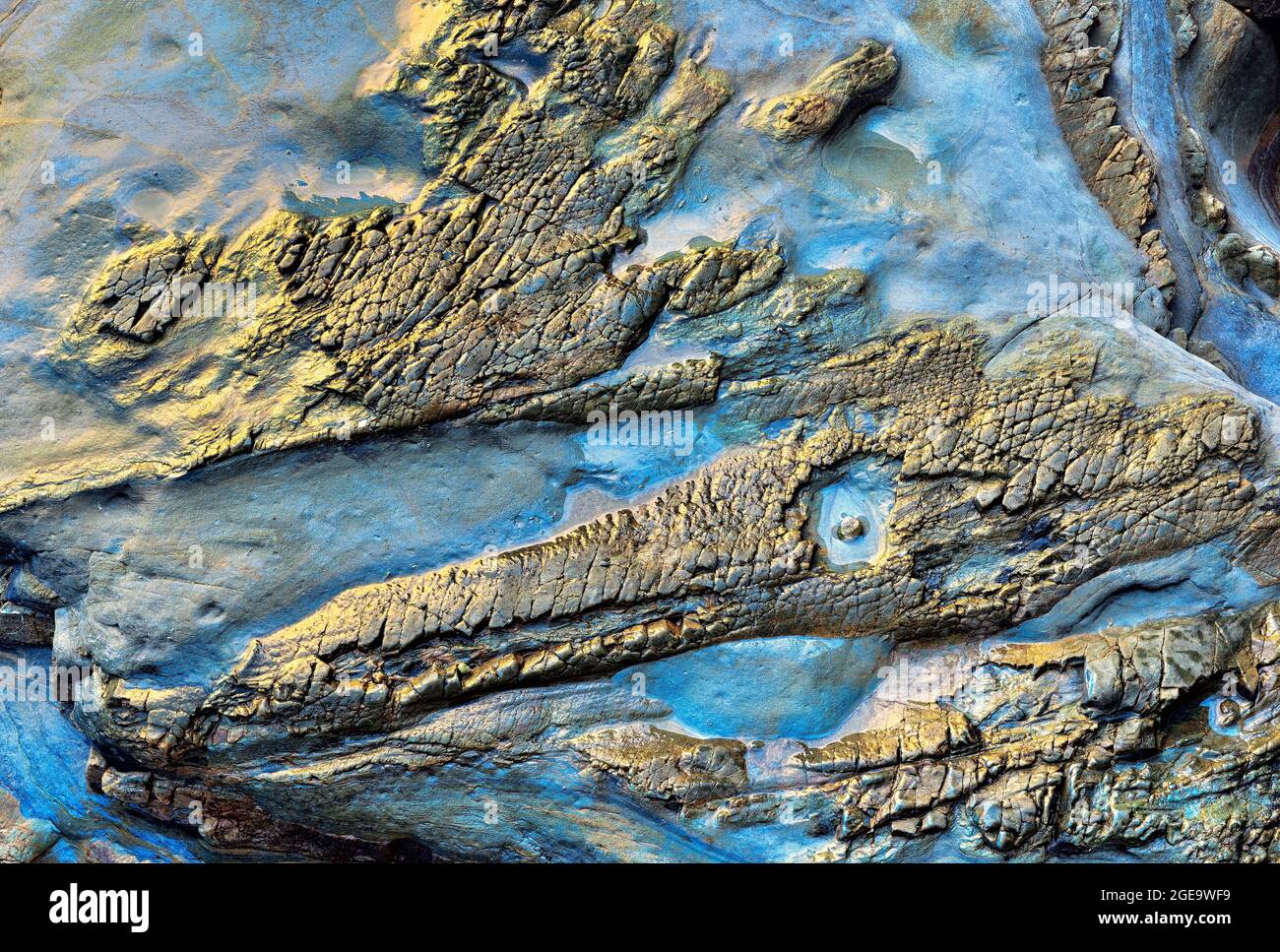 Pterodactylus sur le rocher d'une plage Banque D'Images
