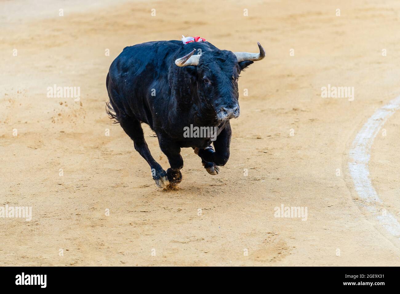 Taureau furieux à fourrure noire, longeant des arènes sablonneuses pendant le festival traditionnel de la corrida Banque D'Images